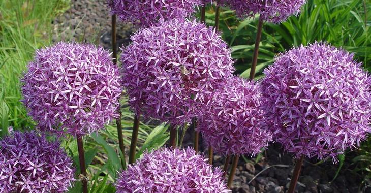Allium 'Globemaster'
